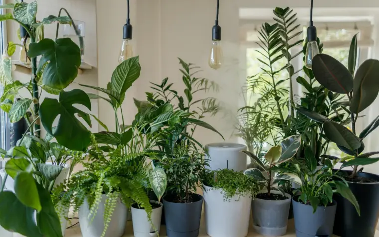 Gemini ajuda no cuidado das plantas de casa