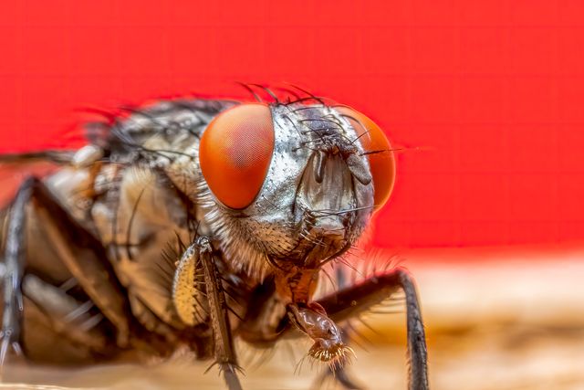 Inpa seleciona candidatos para doutorado em entomologia